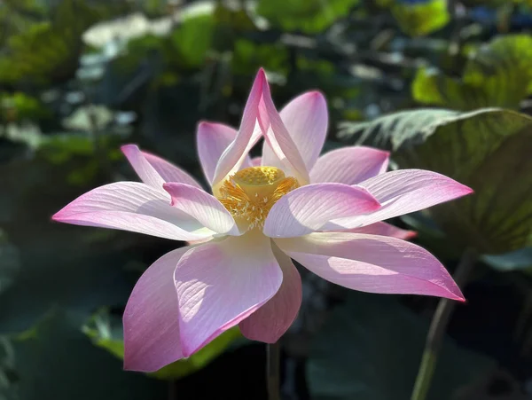 Pure Beauty Lotus Flowers — Photo