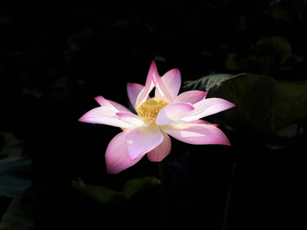 Pure Beauty Lotus Flowers — Stock Photo, Image