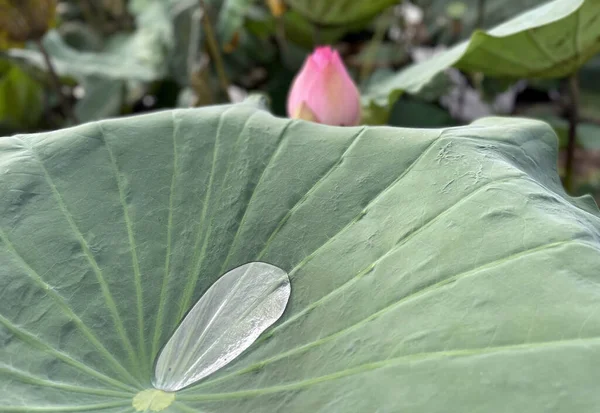 Pure Schönheit Der Lotusblumen — Stockfoto