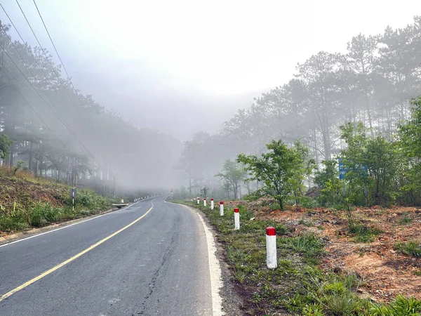 Yol çam ormanındaki sabah çiğ taneleriyle dolu.