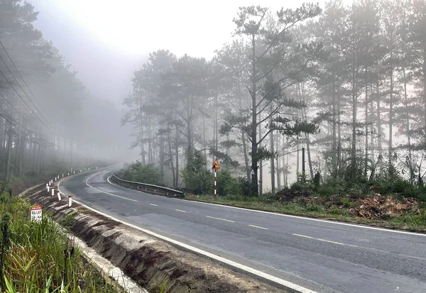 Yol çam ormanındaki sabah çiğ taneleriyle dolu.