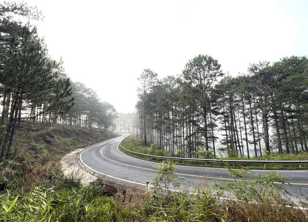 Yol çam ormanındaki sabah çiğ taneleriyle dolu.