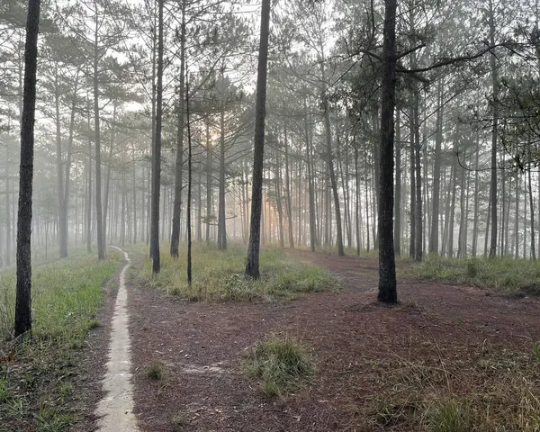 Yol çam ormanındaki sabah çiğ taneleriyle dolu.