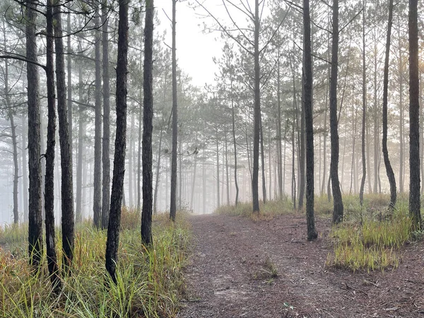 Yol çam ormanındaki sabah çiğ taneleriyle dolu.