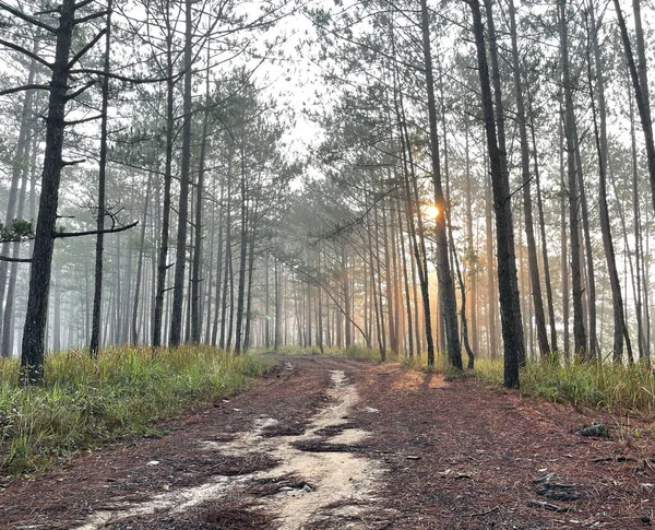 Droga Jest Pełna Porannej Rosy Sosnowym Lesie — Zdjęcie stockowe