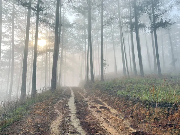 Yol çam ormanındaki sabah çiğ taneleriyle dolu.