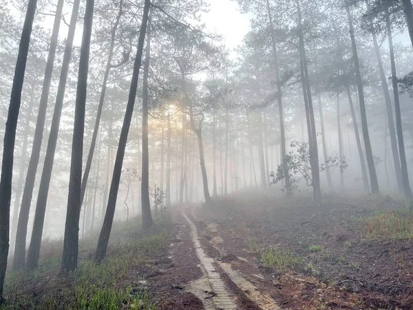 Yol çam ormanındaki sabah çiğ taneleriyle dolu.