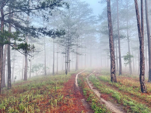 Yol çam ormanındaki sabah çiğ taneleriyle dolu.