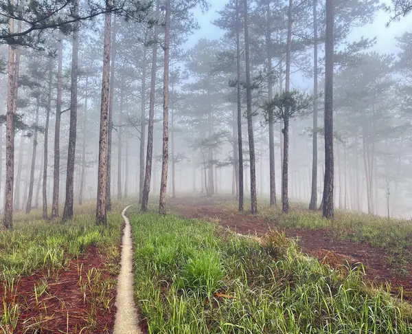 Yol çam ormanındaki sabah çiğ taneleriyle dolu.