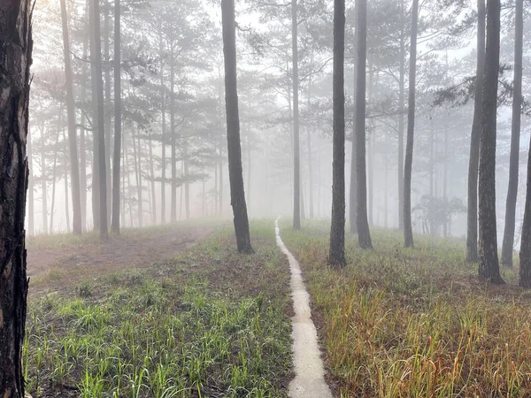 Yol çam ormanındaki sabah çiğ taneleriyle dolu.