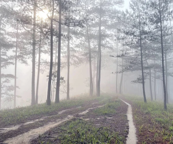 Yol çam ormanındaki sabah çiğ taneleriyle dolu.