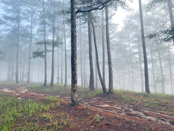 Yol çam ormanındaki sabah çiğ taneleriyle dolu.