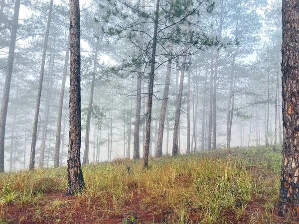 Yol çam ormanındaki sabah çiğ taneleriyle dolu.