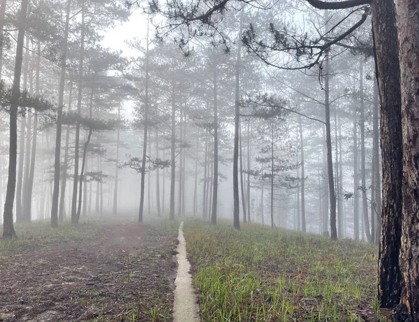 Yol çam ormanındaki sabah çiğ taneleriyle dolu.