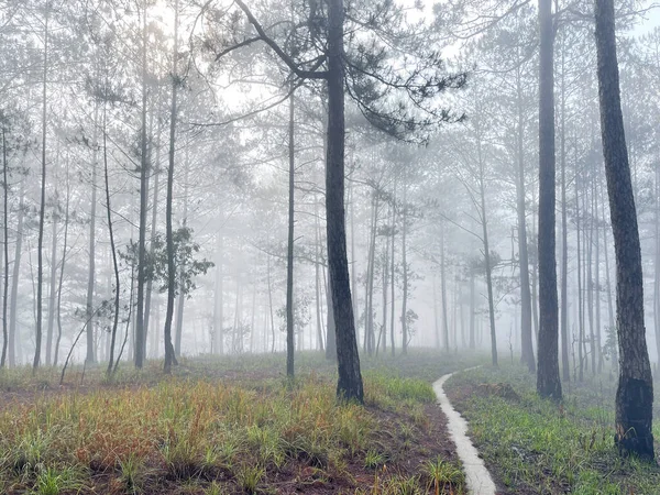Yol çam ormanındaki sabah çiğ taneleriyle dolu.