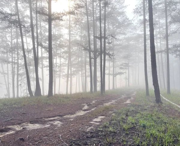 Yol çam ormanındaki sabah çiğ taneleriyle dolu.