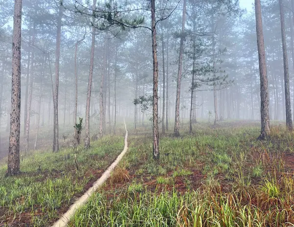Yol çam ormanındaki sabah çiğ taneleriyle dolu.