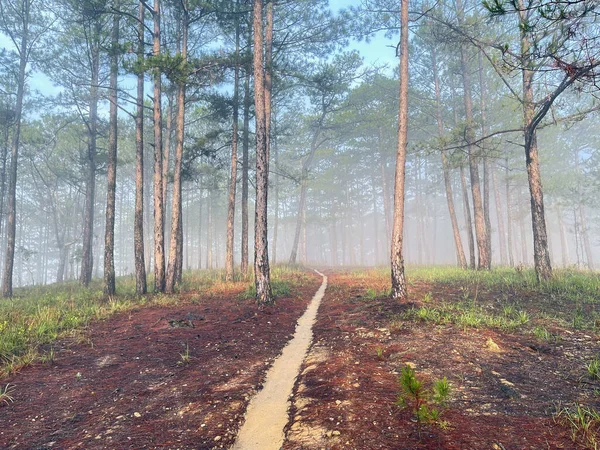 Yol çam ormanındaki sabah çiğ taneleriyle dolu.