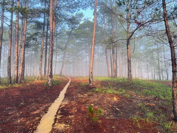 Yol çam ormanındaki sabah çiğ taneleriyle dolu.