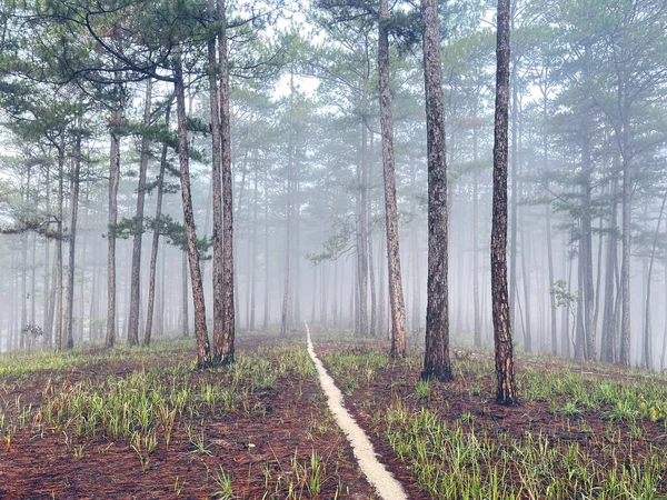 Yol çam ormanındaki sabah çiğ taneleriyle dolu.