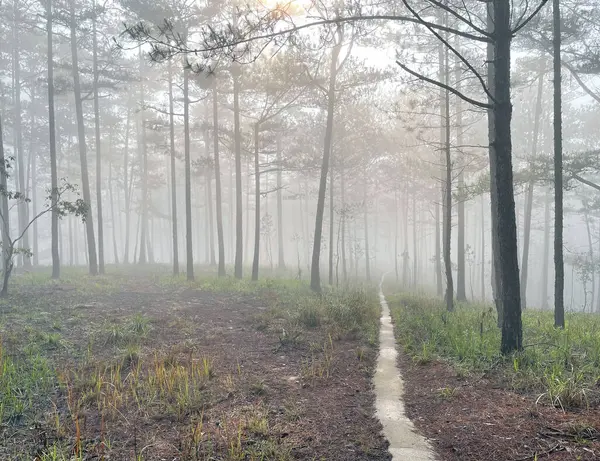 Yol çam ormanındaki sabah çiğ taneleriyle dolu.