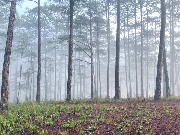 Yol çam ormanındaki sabah çiğ taneleriyle dolu.