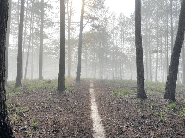 Yol çam ormanındaki sabah çiğ taneleriyle dolu.