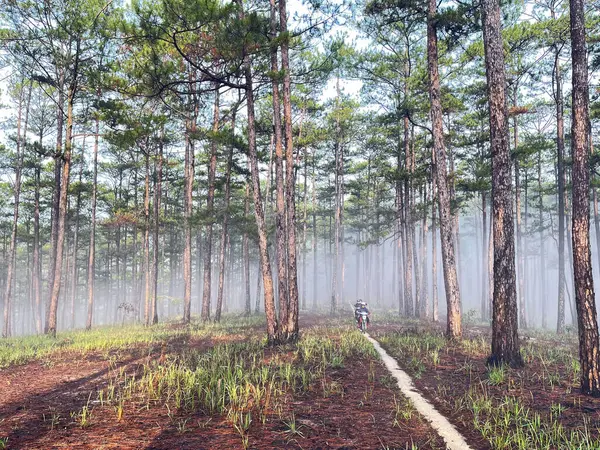 Yol çam ormanındaki sabah çiğ taneleriyle dolu.