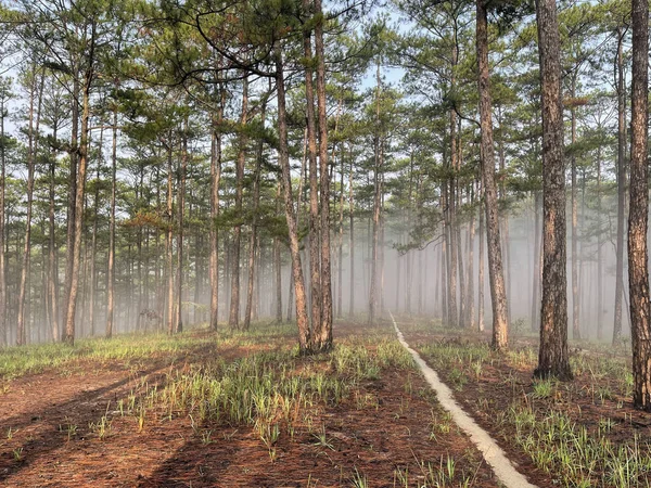 Yol çam ormanındaki sabah çiğ taneleriyle dolu.