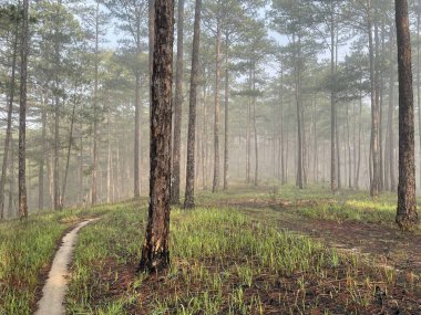 Yol çam ormanındaki sabah çiğ taneleriyle dolu.