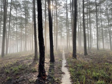 Yol çam ormanındaki sabah çiğ taneleriyle dolu.