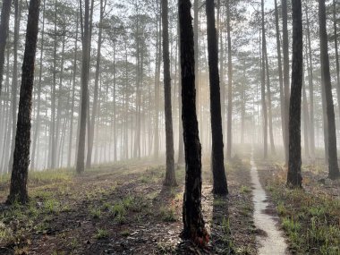 Yol çam ormanındaki sabah çiğ taneleriyle dolu.