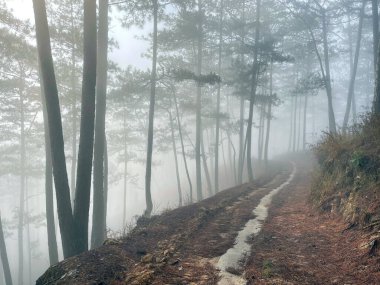 Yol çam ormanındaki sabah çiğ taneleriyle dolu.
