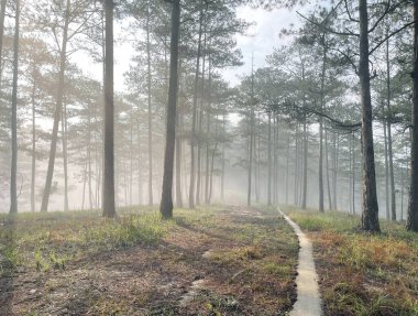 Yol çam ormanındaki sabah çiğ taneleriyle dolu.