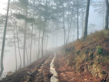 Yol çam ormanındaki sabah çiğ taneleriyle dolu.