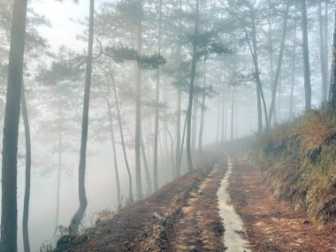 Yol çam ormanındaki sabah çiğ taneleriyle dolu.