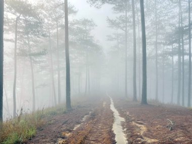 Yol çam ormanındaki sabah çiğ taneleriyle dolu.