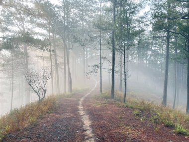 Yol çam ormanındaki sabah çiğ taneleriyle dolu.