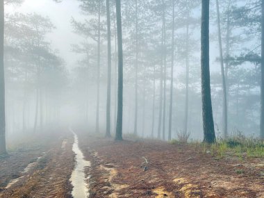 Yol çam ormanındaki sabah çiğ taneleriyle dolu.