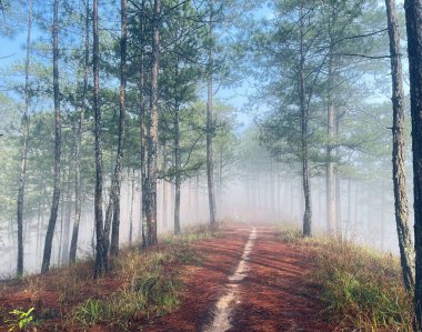 Yol çam ormanındaki sabah çiğ taneleriyle dolu.