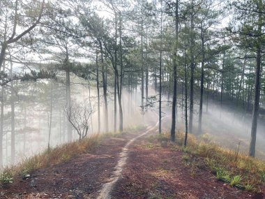Yol çam ormanındaki sabah çiğ taneleriyle dolu.