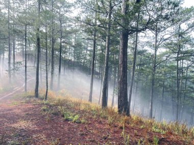 Yol çam ormanındaki sabah çiğ taneleriyle dolu.
