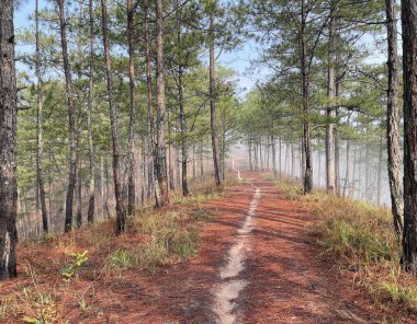 Yol çam ormanındaki sabah çiğ taneleriyle dolu.