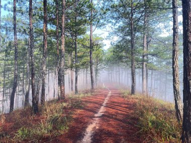 Yol çam ormanındaki sabah çiğ taneleriyle dolu.