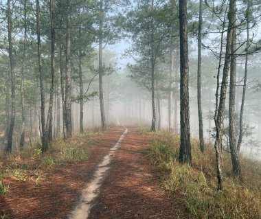 Yol çam ormanındaki sabah çiğ taneleriyle dolu.
