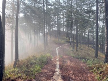 Yol çam ormanındaki sabah çiğ taneleriyle dolu.