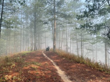 Yol çam ormanındaki sabah çiğ taneleriyle dolu.