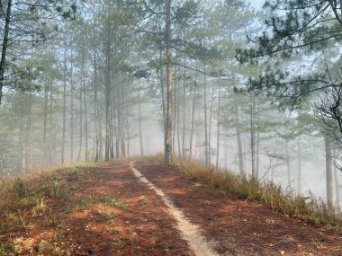Yol çam ormanındaki sabah çiğ taneleriyle dolu.