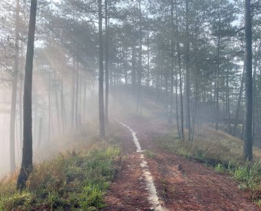 Yol çam ormanındaki sabah çiğ taneleriyle dolu.