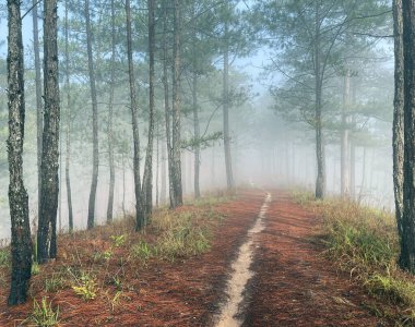Yol çam ormanındaki sabah çiğ taneleriyle dolu.